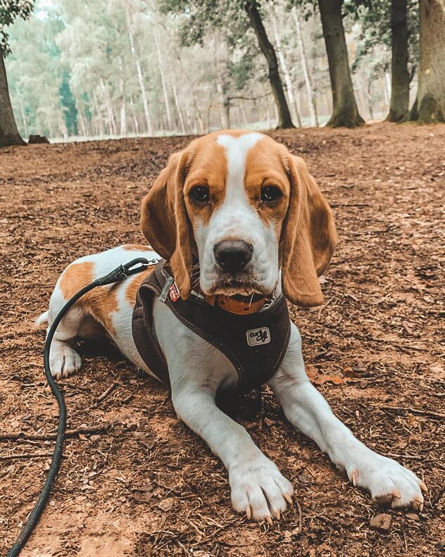 Beagle Rüde liegend im Wald