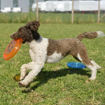 Ein Hund auf Wiese mit Frisbee im Maul