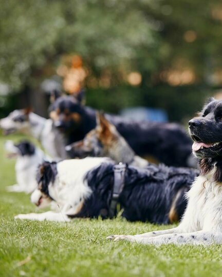 Gruppentraining für erwachsene Hunde