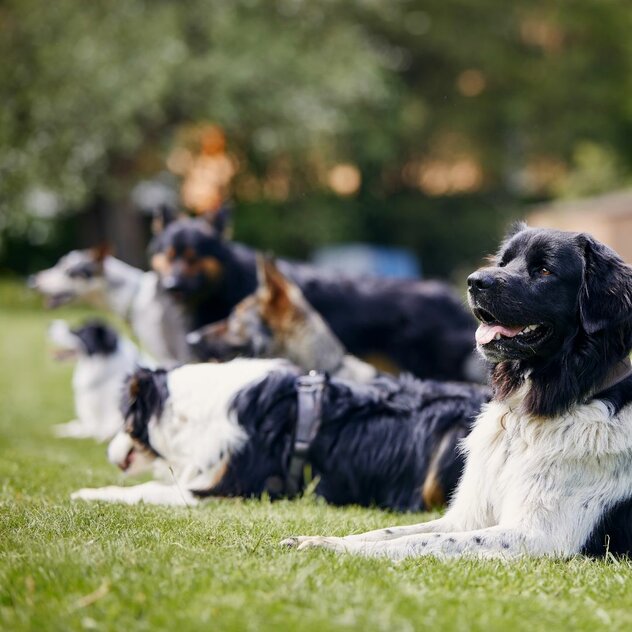 Gruppentraining für erwachsene Hunde