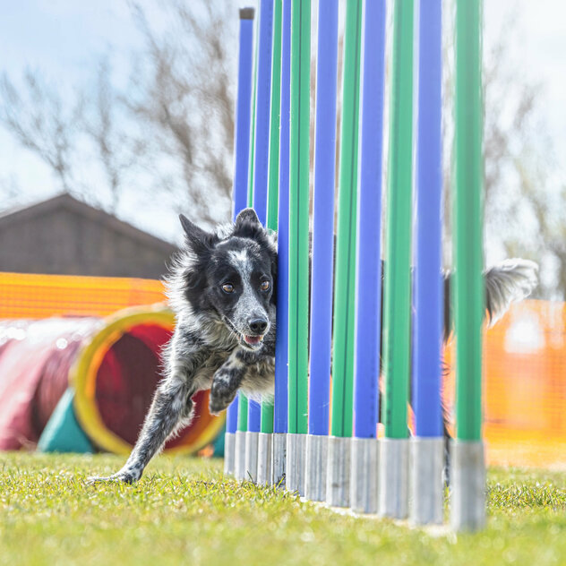 Hund beim Laufen durch den Slalom beim Agility.