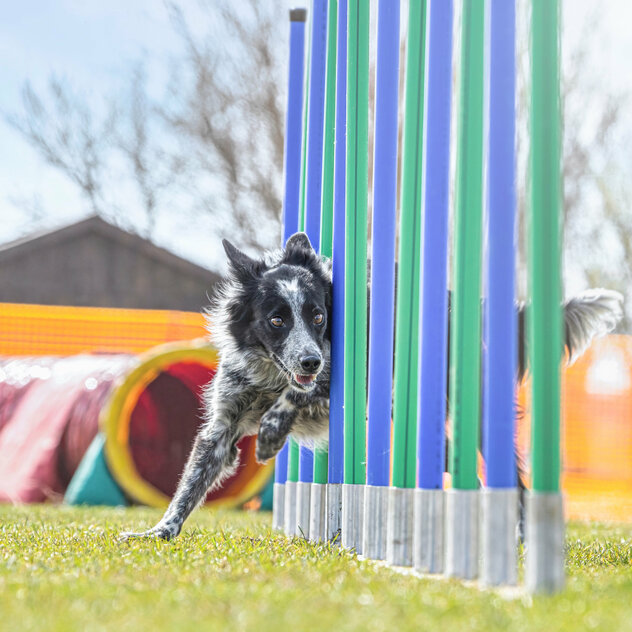 Hund beim Laufen durch den Slalom beim Agility.