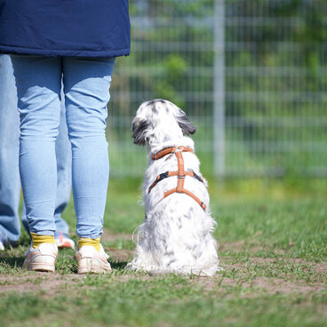 Einzeltraining. Ein weißer Hund sitzt neben seiner Halterin.