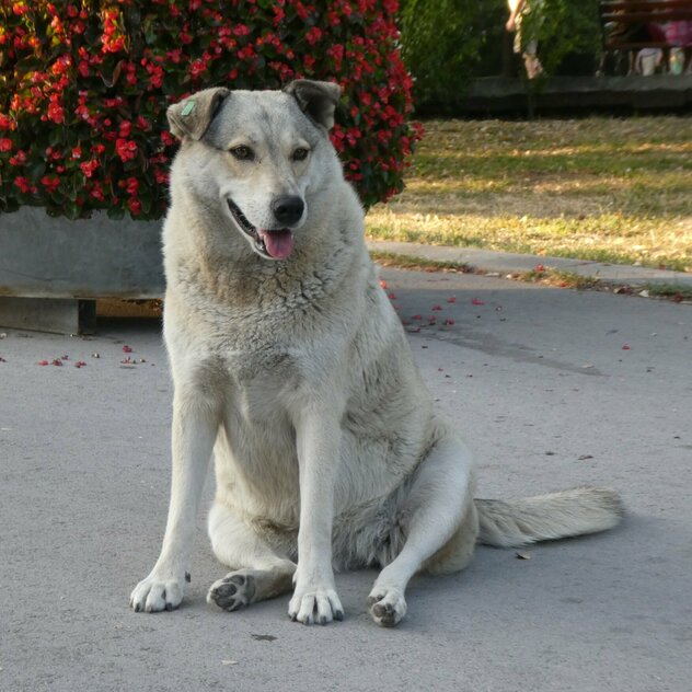 dicker Straßenhund Bulgarien