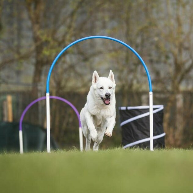 Hund durchläuft Hoop