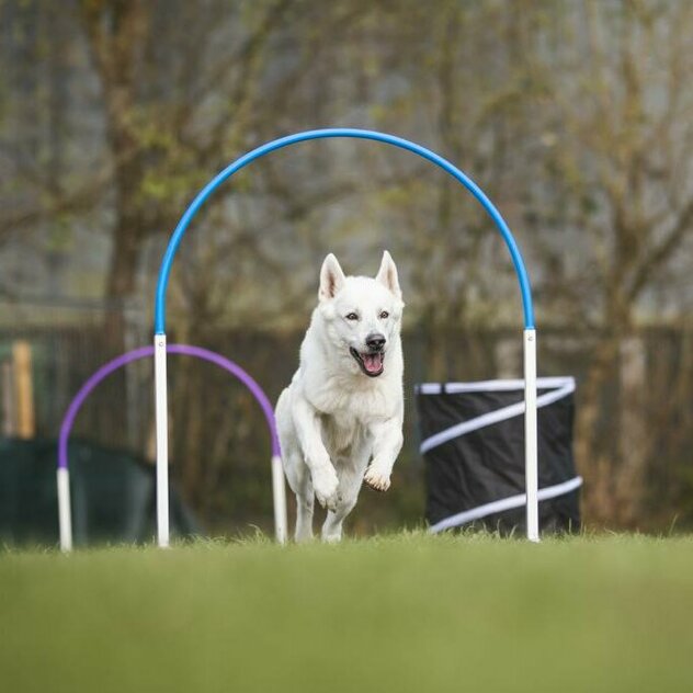 Hund durchläuft Hoop