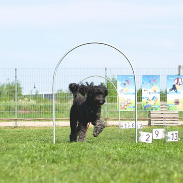 Hundebeschäftigung: Ein schwarzer Hund läuft durch einen Bogen in einem Hoopers Agility-Parcours..