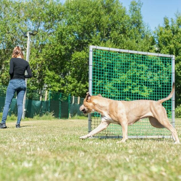 Hund läuft Rum am Gate