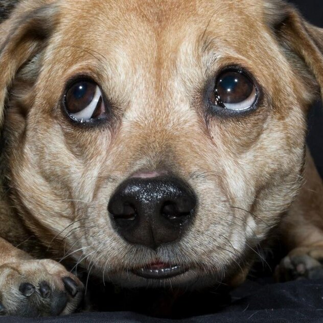 Person beugt sich über einen Hund und versucht ihn durch Streicheln zu beruhigen.