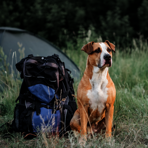 Wanderurlaub mit Hund in Deutschland