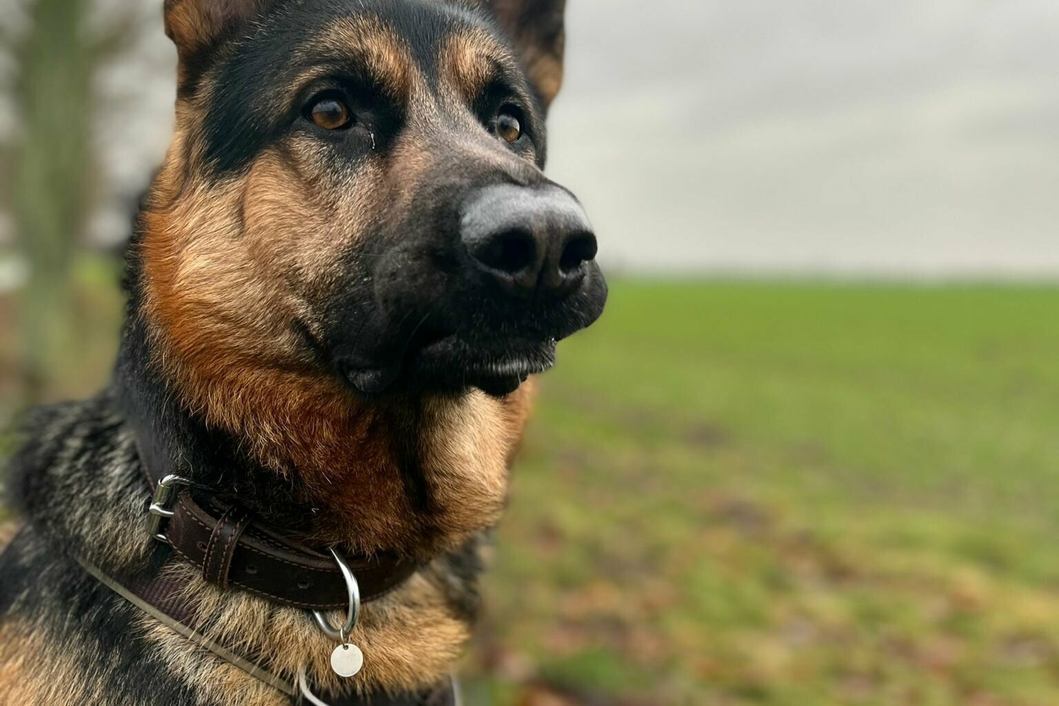 Schäferhund-braun-schwarz.jpg Schäferhund braun schwarz
