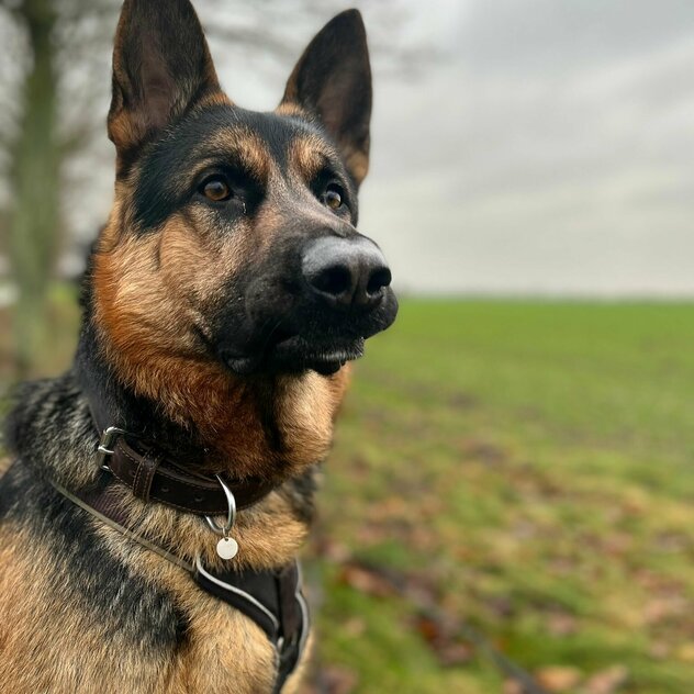 Schäferhund braun schwarz 