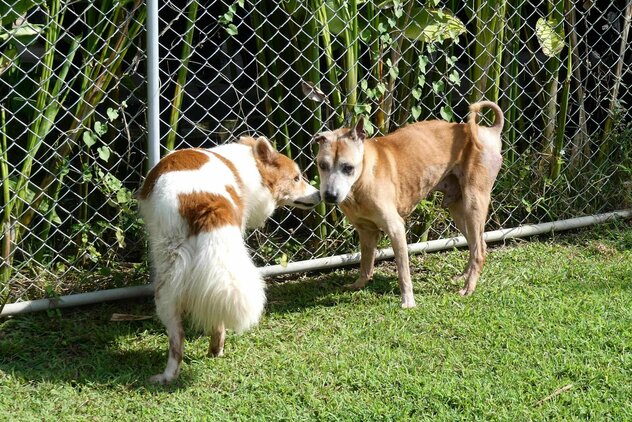 kranke Hunde im Auslauf Soi Dog