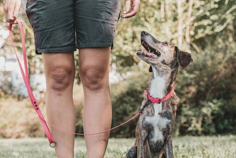 Hund zeigt Aufmerksamkeit neben seinem Menschen im Basiskurs der Hundeschule Erding