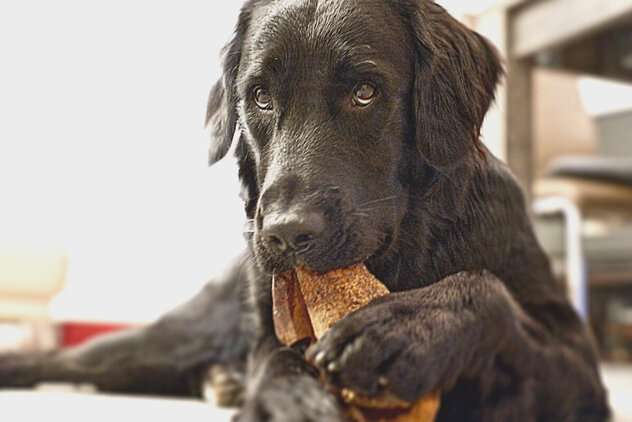 Mehr zum Thema: Giftköder verweigern