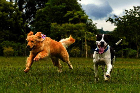 Hund bleibt ruhig hinter dem Menschen bei entgegenkommendem Hund
