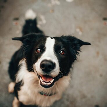 schwarz weißer Boder Collie sitzt und blickt in die Kamera