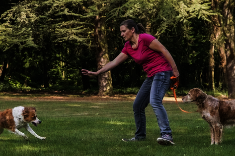 Mensch schützt seinen Hund – Abschirmtraining für sichere Begegnungen