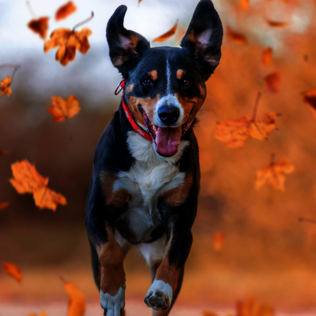 Rückrufkurs für Hunde in Leipzig Hund läuft beim Rückruftraining zu seiner Halterin