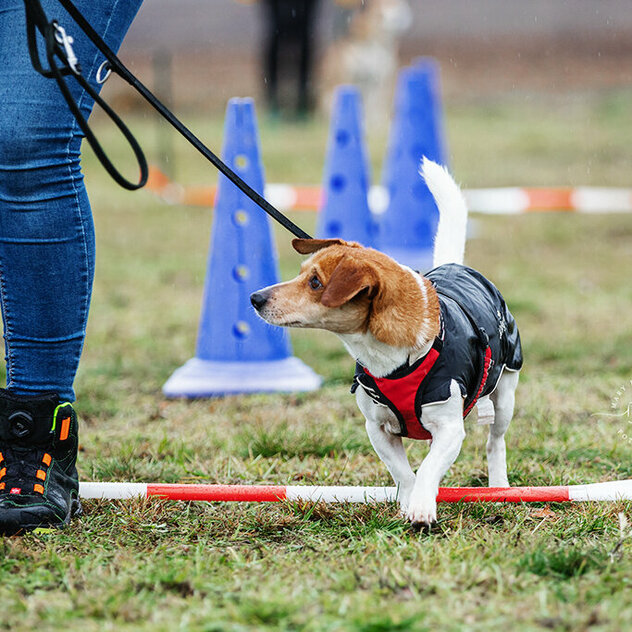 Hunde Cavaletti Training