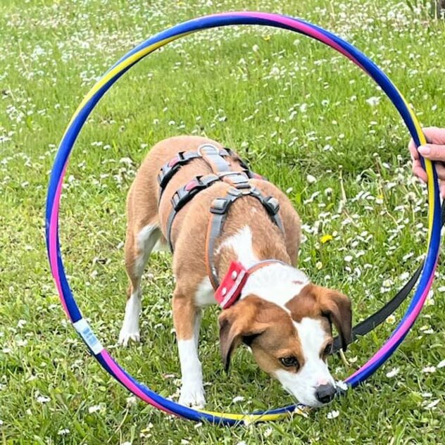 Hund überwindet sich durch Reifen zu laufen