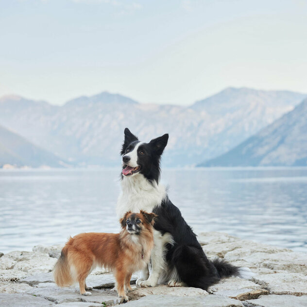 Ein Border Collie und ein Spitz stehen gemeinsam vor einem Bergsee.