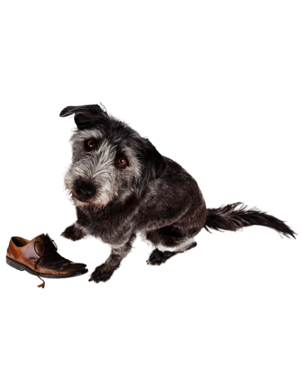 Training Hundeschule Schwerin 