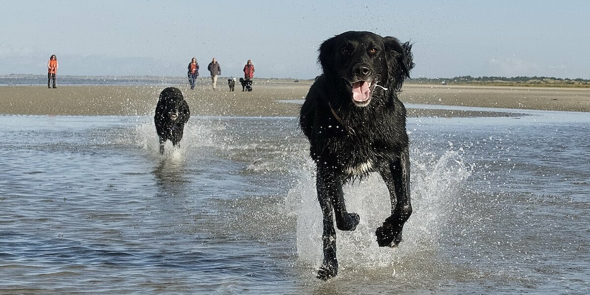Zwei schwarze Hunde laufen durch spritzendes Wasser.