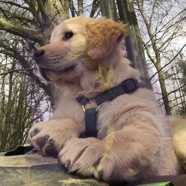 Ein flauschiger Golden Retriever Welpe mit einem gut sitzenden, blauen Brustgeschirr blickt neugierig in die Ferne – Symbol für den entspannten Start mit der richtigen Erstausstattung. 