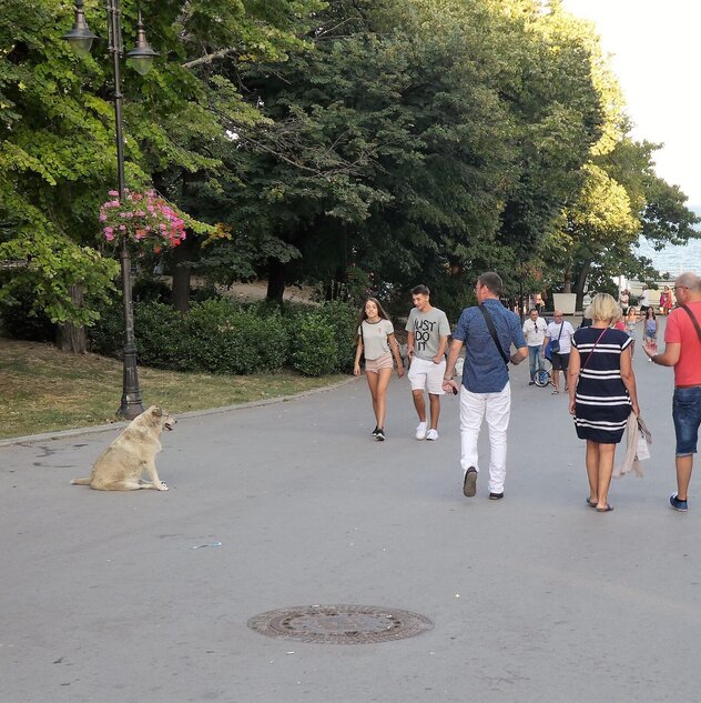 Dicker Streuner in Varna beobachtet Touristen