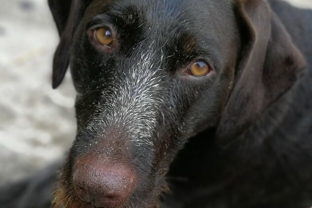 Brauner_Hund_mit_braunen_Augen_am_Strand.jpg Brauner Hund mit braunen Augen am Strand