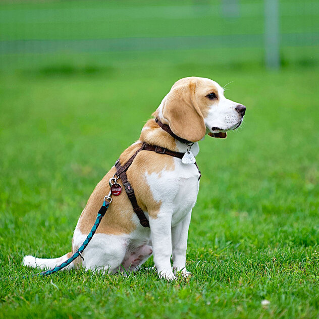 Ein zweifarbiger Beagle sitzt auf dem Rasen.