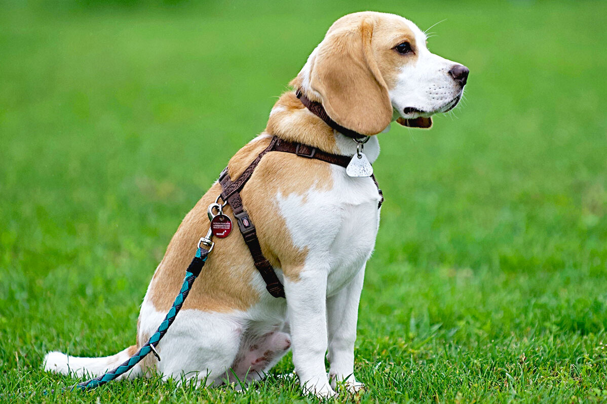 Ein zweifarbiger Beagle sitzt auf dem Rasen.