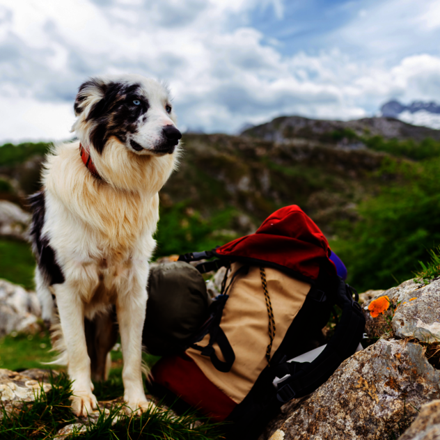 Pause bei der Hundewanderung in Erding – Mensch und Hund entspannen
