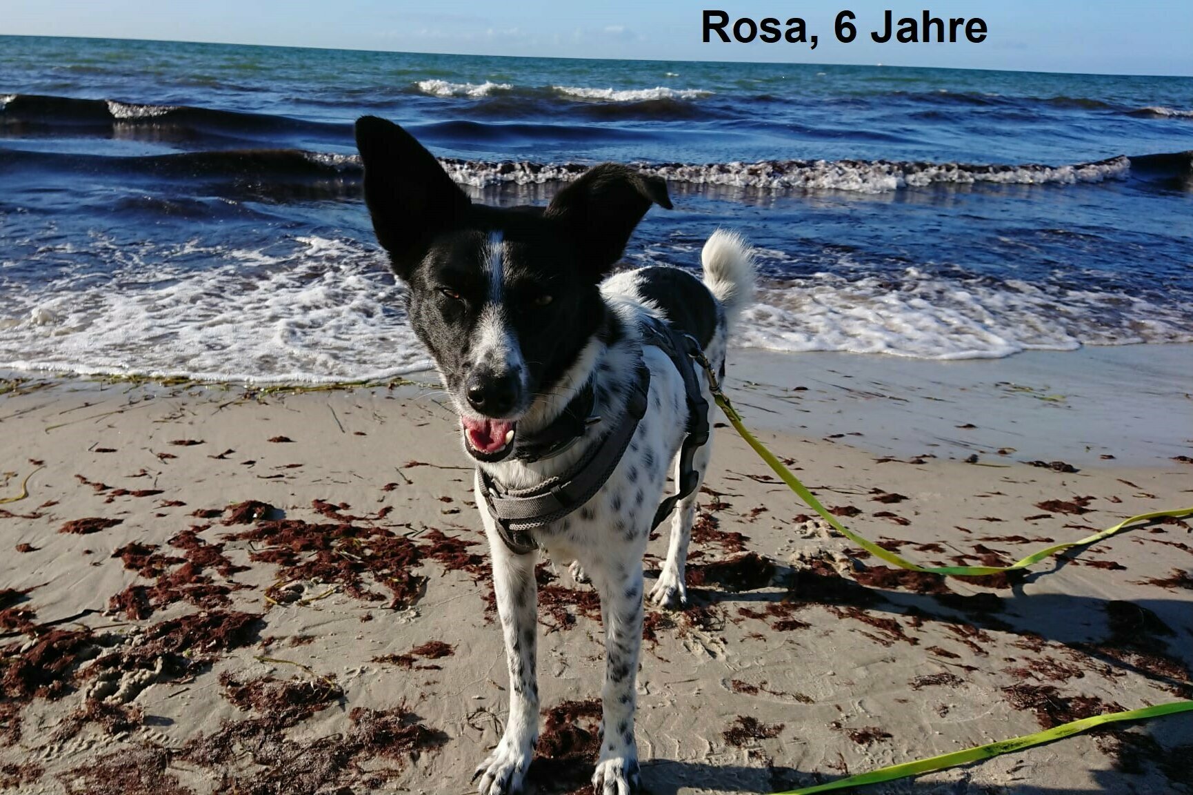 Schwarz weiße Mix-Hündin am Strand