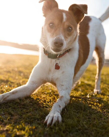 Hundetainment – entdecke dein Hobby mit deinem Hund in Leipzig Hundetainment Hund Leipzig – finde dein Hobby mit deinem Hund