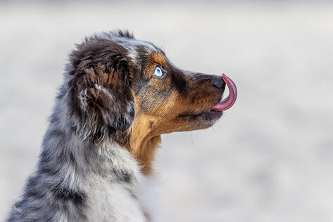 Australian Shepherd Welpe blue merle