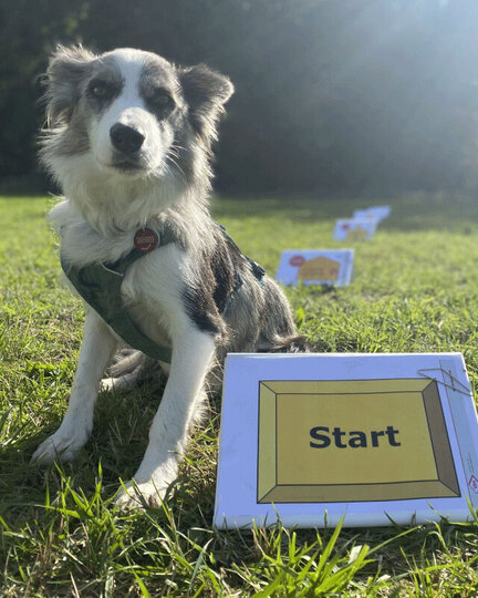 Eine Border Collie Hündin steht neben einem Rally Obedience Start Schild.