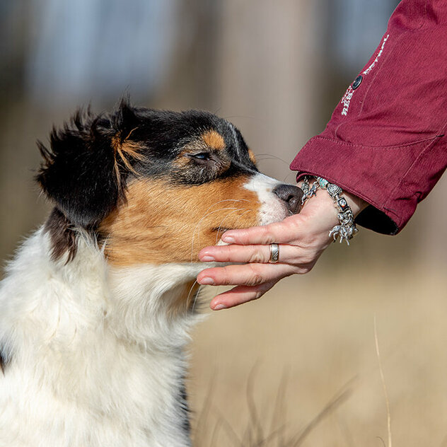 Australian Shepherd Welpe legt Kopf in die Hand