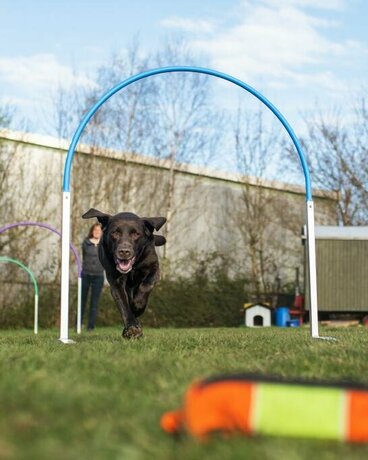 Hilfsperson wirft Hund Futterbeutel als Belohnung