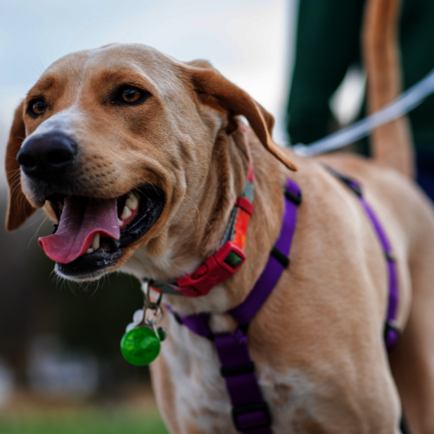 Hund zieht an der Leine beim Spaziergang im Park