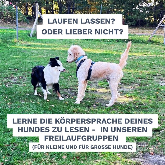 Nutze unsere Freilaufgruppen (freitags, 15 - 16 Uhr), um mehr über die Körpersprache und Kommunikation deines Hundes zu lernen!