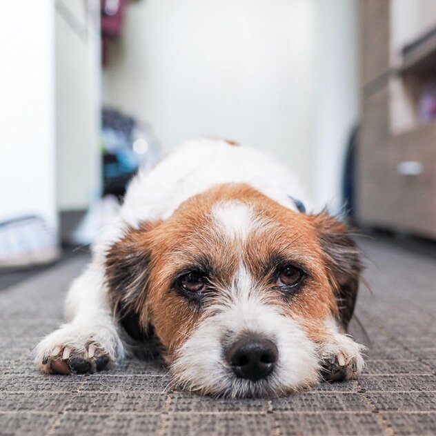 Ein rauchhaariger Terrier liegt flach und überfordert auf einem Teppich im Flur und zeigt Meideverhalten.