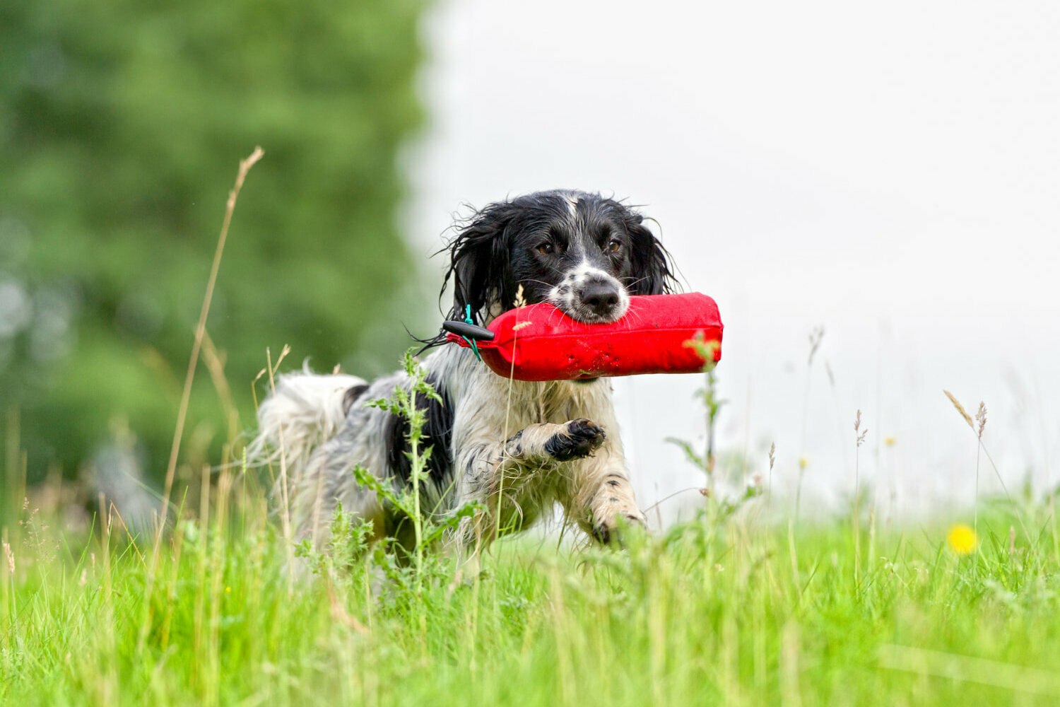 Jagdhund apportiert einen Dummy auf einer Wiese
