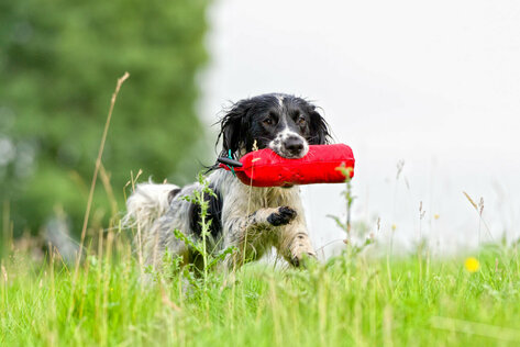 Jagdhund apportiert einen Dummy auf einer Wiese