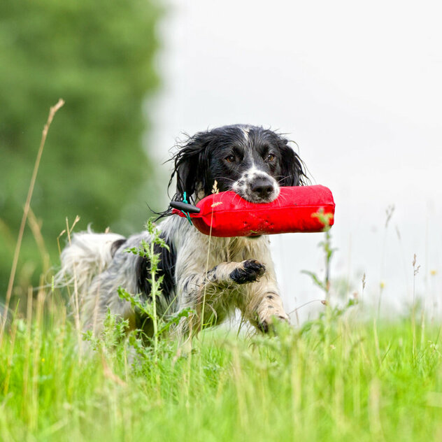 Jagdhund apportiert einen Dummy auf einer Wiese