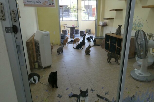 Katzenzimmer Soi Dog