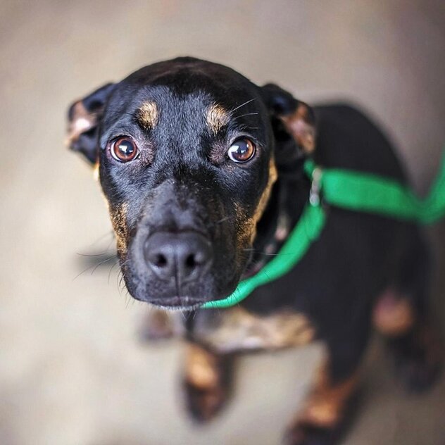 Ängstlicher Hund mit tief angesetzter Rute und angelegten Ohren.