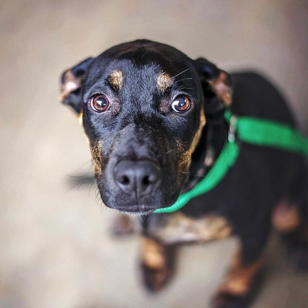 Ängstlicher Hund mit tief angesetzter Rute und angelegten Ohren.