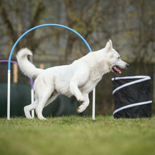 Hund läuft durch Parcours